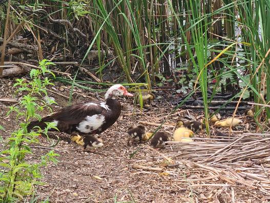  Rațele mute vor fi relocate de pe Lacul Măltăreț pentru protejarea biodiversității